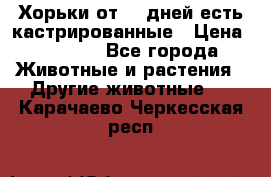   Хорьки от 35 дней есть кастрированные › Цена ­ 2 000 - Все города Животные и растения » Другие животные   . Карачаево-Черкесская респ.